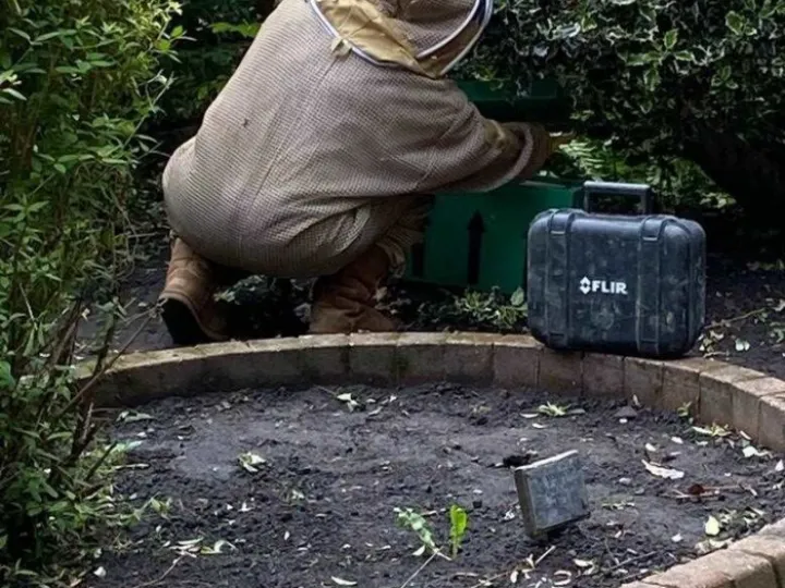 Bees
