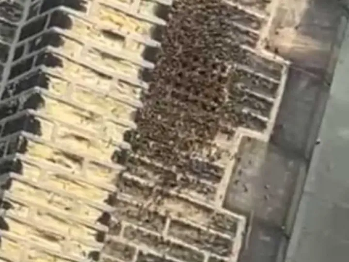 Bees 2
