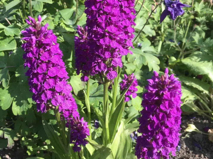 Purple Beauty