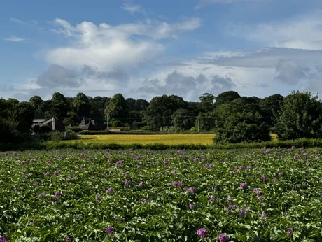 Walton fields