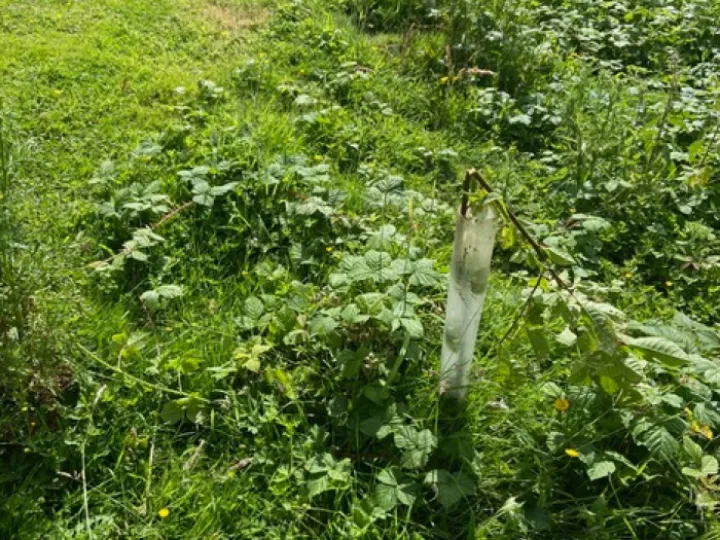Sapling damage