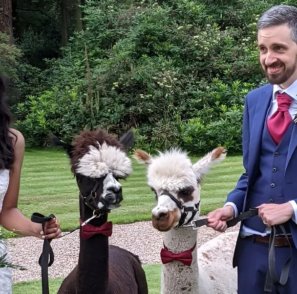 Alpaca Wedding Hire Uk 3