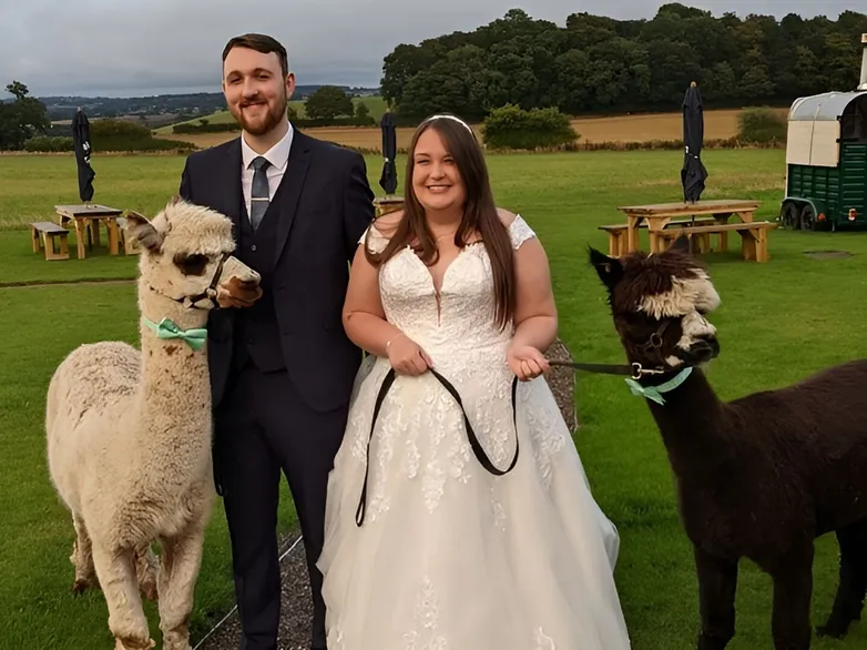 Alpaca Wedding Hire Uk 1