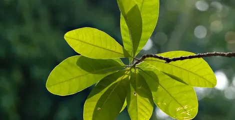 Green leaves, leaves, foliage