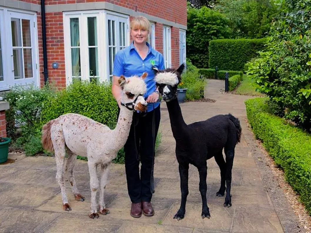 Two Alpacas