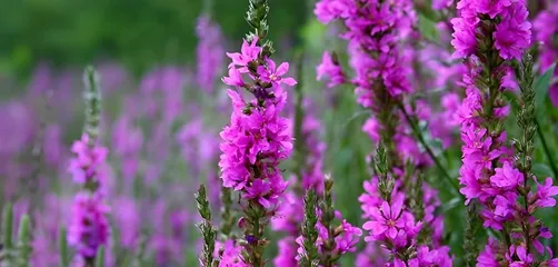 Purple Loosestrife 2