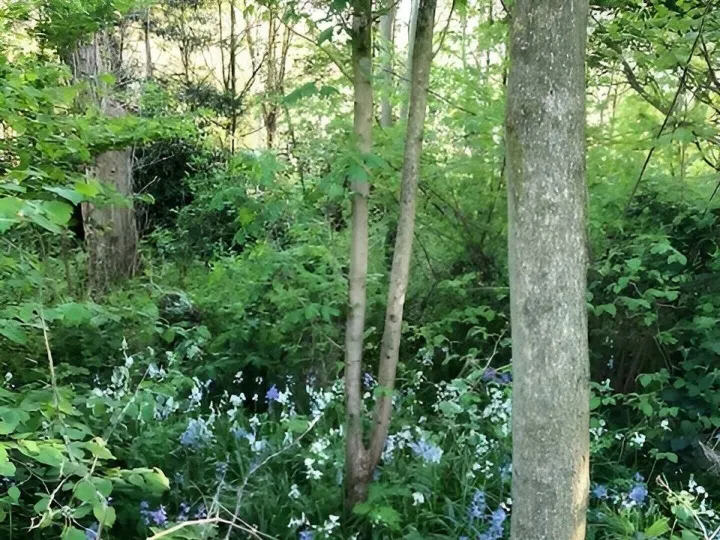Wilding Area 1