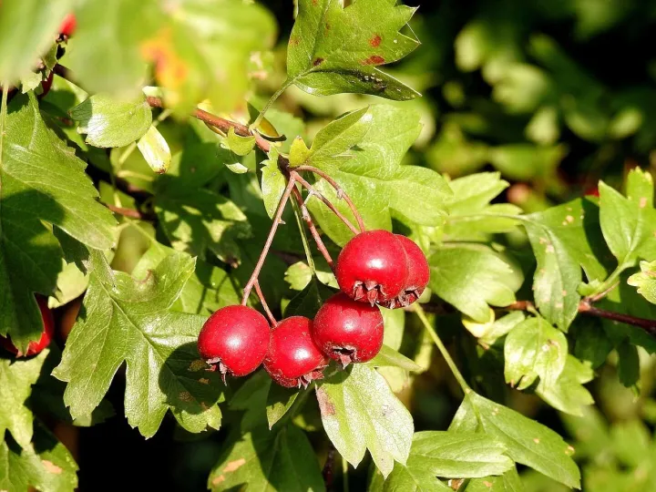 Hawthorn, hawthorn fruit, red fruit