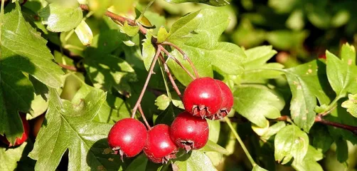 Hawthorn, hawthorn fruit, red fruit