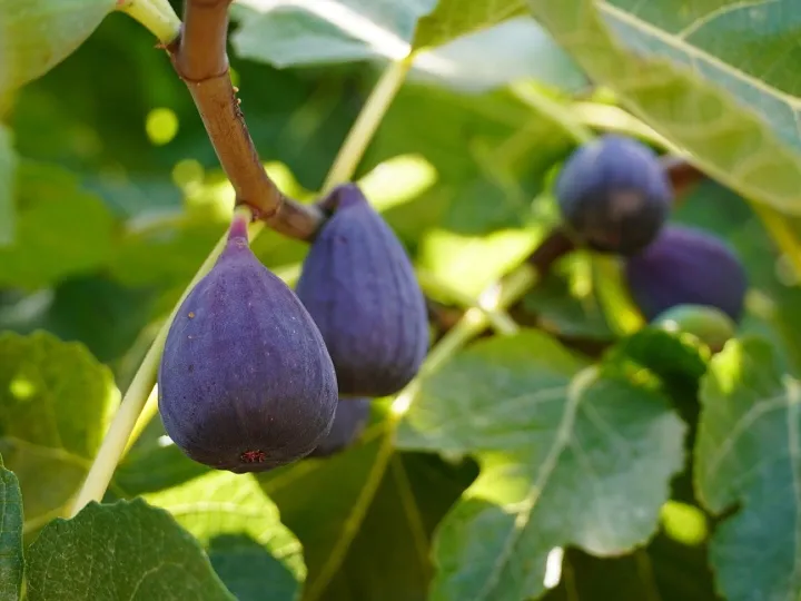 Figs