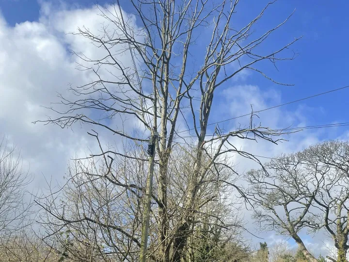 Limetreeto Fell