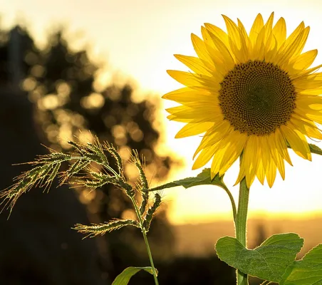 Vibrant sunflower backlit by the warm glow of a sunset, capturing summer essence.