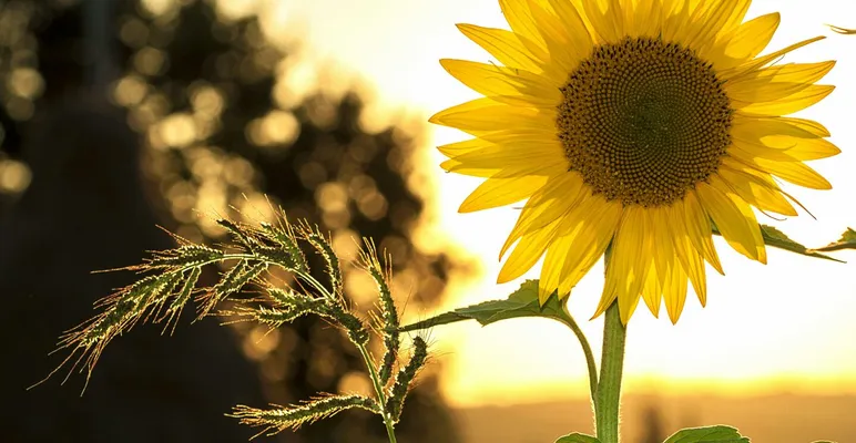 Vibrant sunflower backlit by the warm glow of a sunset, capturing summer essence.