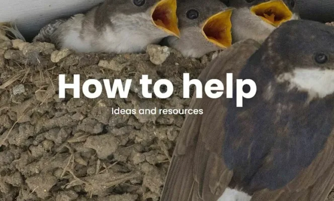 2025-06-09 House Martins & How to Help