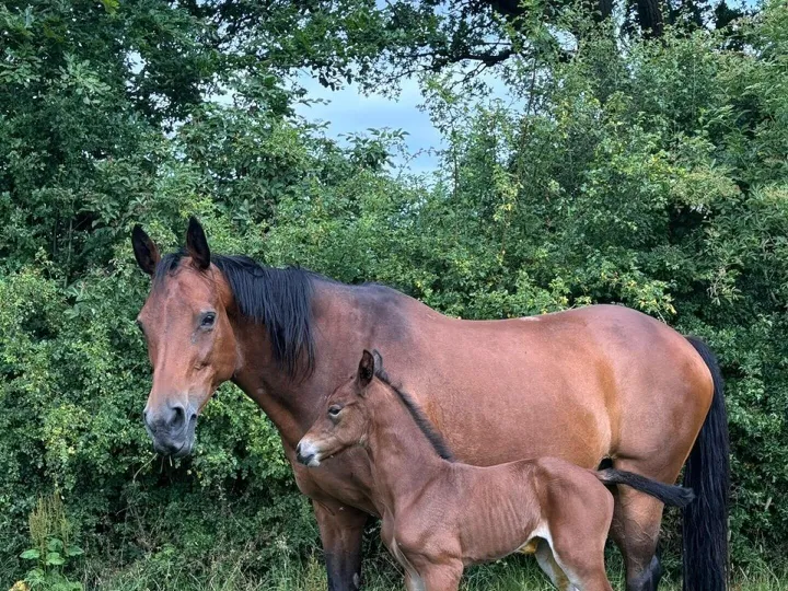 Foals