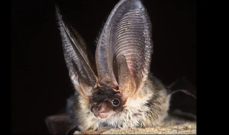 Bat Walk Pic