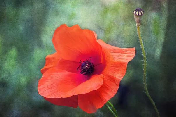 Poppy, wildflower, red, remembrance, bright