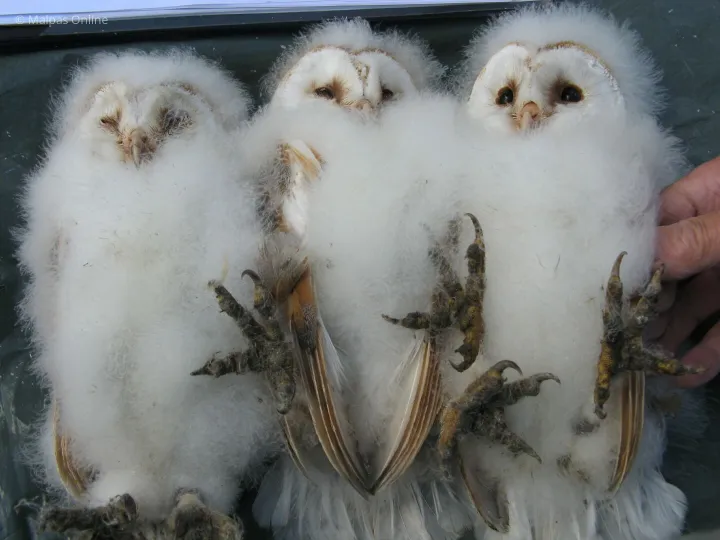 Three-Chicks