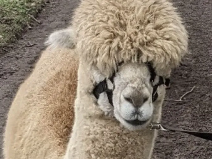 Frazer