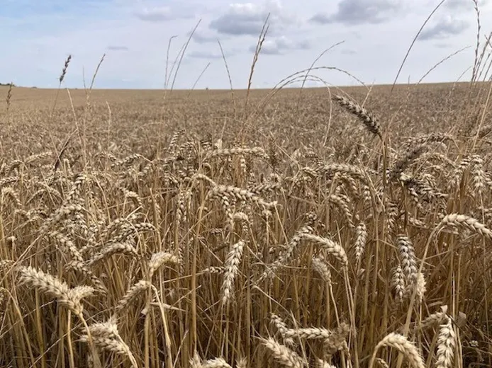 Wheat
