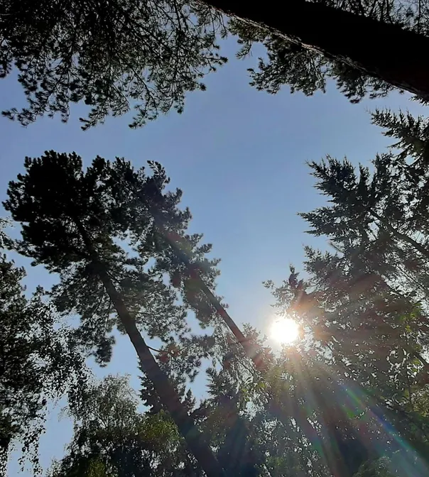 Trees
