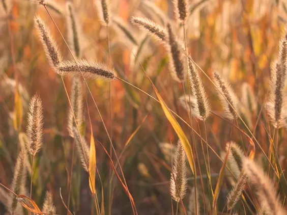 Grasses, seeds, wiese, schöne natur, fotos