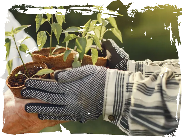 Gloved hands carrying young plants ready for the border
