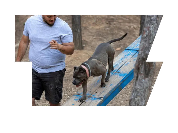 Male dog trainer outdoors with dog during session