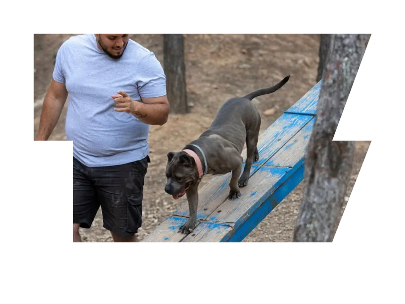 Male dog trainer outdoors with dog during session