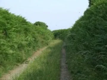 An_overgrown_lane_-_geograph_org_uk_-_193225