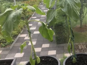 balcony sunflowers 4