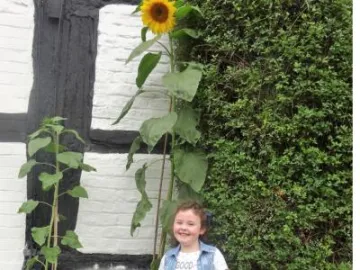 Holly Wallis sunflower2