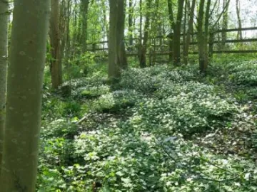 Spring in Tarvin Woodland Img_6925