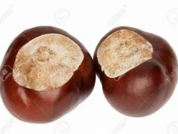 conkers