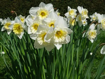 Daffodils pale_JT0733