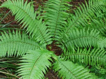 Dryopteris Fern unbranched Fronds