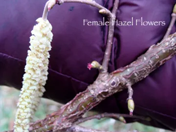 Female Hazel Flower
