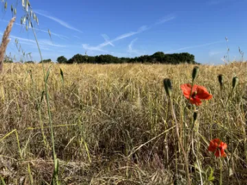 Ripening wheat