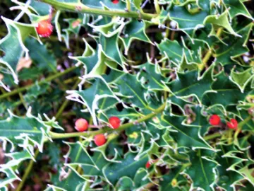 Holly 1