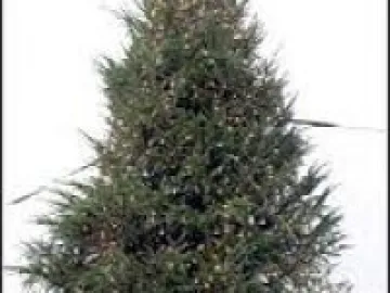 christmas tree