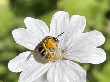 Garden may24