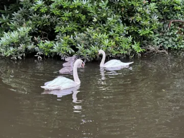Swans on canal