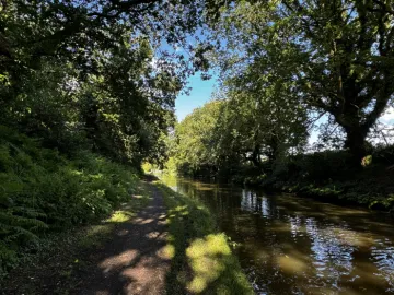 canal and trees