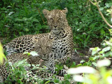 Leopards