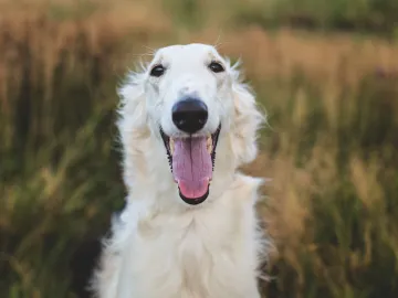 Borzoi-Head-Portrait-Outdoors
