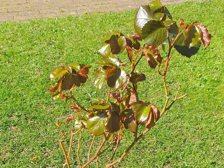 Items for sale &ndash; Tatton Rose plant &pound;10