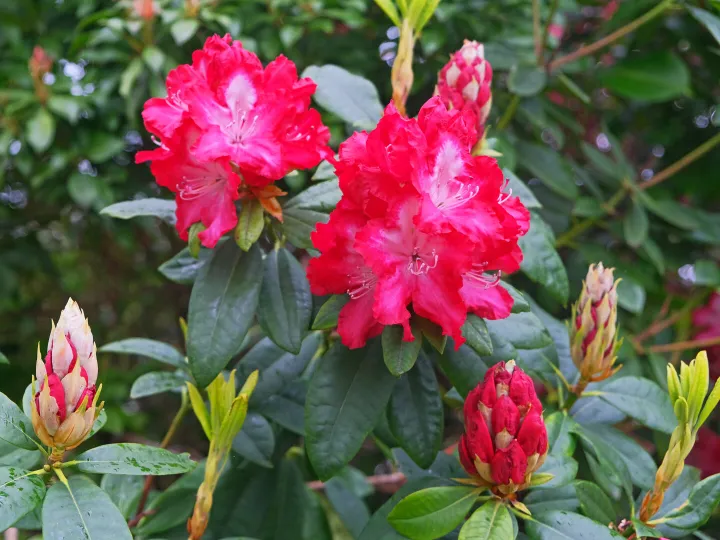 RR Red Rhododendrons F9218