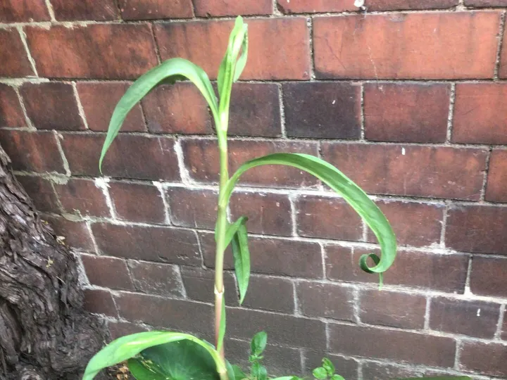 Items for sale &ndash; Water Lilly and pond plant &pound; 10
