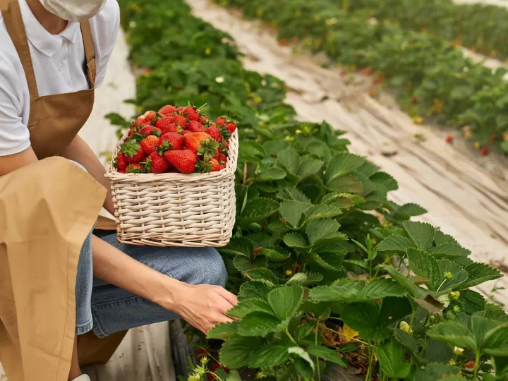 Close up of female gardener in mask picking strawberries