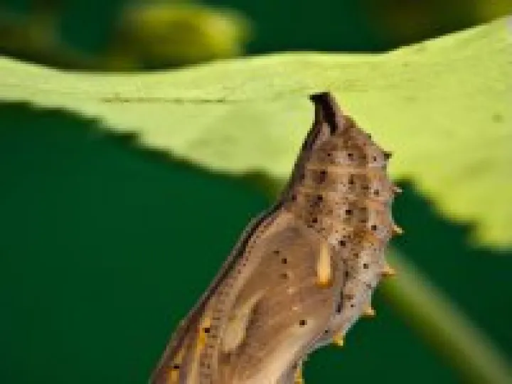 metamorphosis__painted_lady_chrysalis__by_sarahorsomeone-d562285[1]